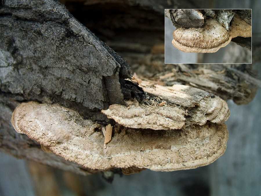 Глеофиллум пахучий (gloeophyllum odoratum): как выглядит, где и как растет, съедобный или нет