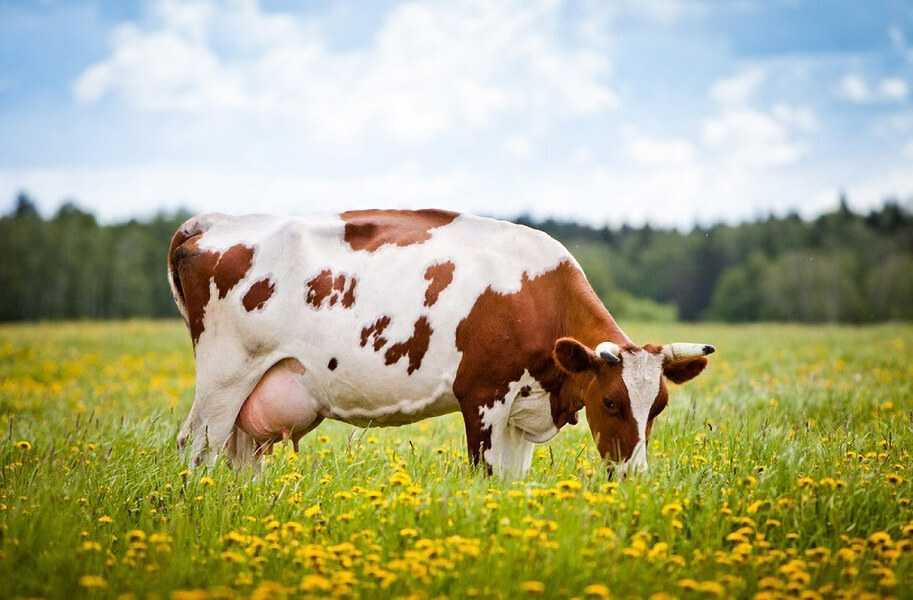 Рацион для дойных коров зимой и летом: как правильно составить ао "витасоль"