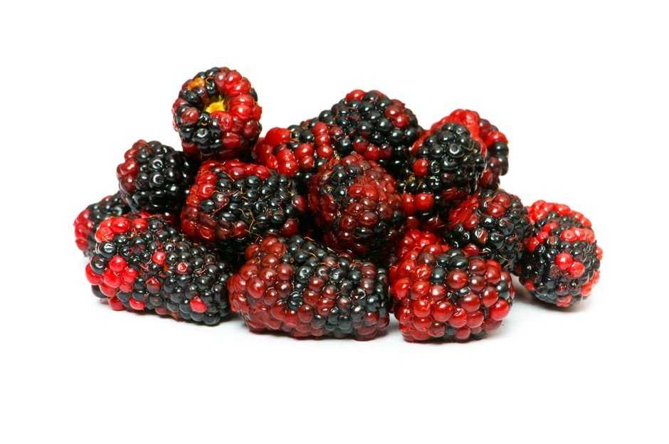 Полезные свойства шелковицы: состав ягод, их польза и вред для организма, противопоказания