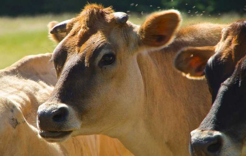 Коровьи рога: строение, травмы, различные методы удаления