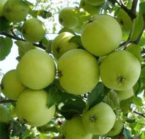 Яблоня коричное полосатое: описание, фото, отзывы