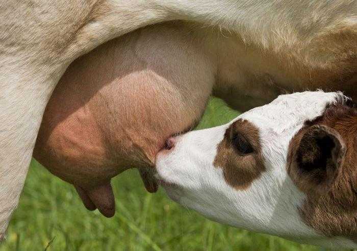 Срок беременности у коров - сколько месяцев корова вынашивает теленка