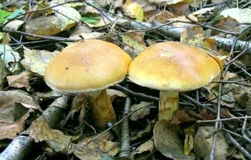 Виды гриба паутинника: жёлтый, благородный, фиолетовый