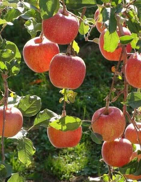 Сорт яблони флорина, описание, характеристика и отзывы, а также особенности выращивания данного сорта