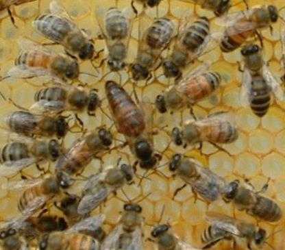 Варроатоз пчел - лечение и обработка клеща варроа