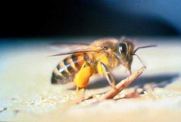 Список самых опасных пчёл на планете
