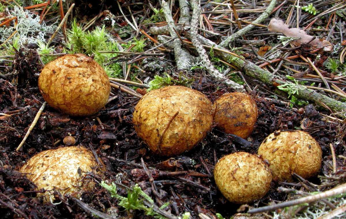 Ризопогон обычный (rhizopogon vulgaris). грибной гиф: почему гриб лучше срезать, а не рвать с корнем как называется часть гриба под землей