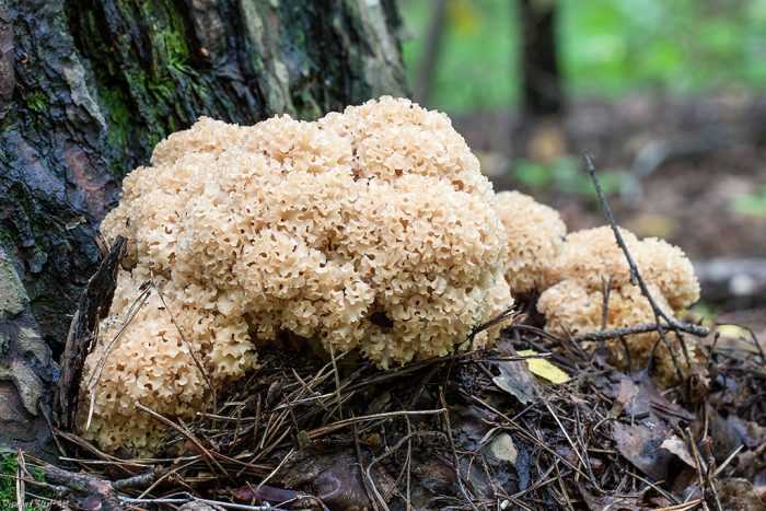 Приготовление капусты с грибами: фото и рецепты, как вкусно приготовить блюда из грибов и капусты