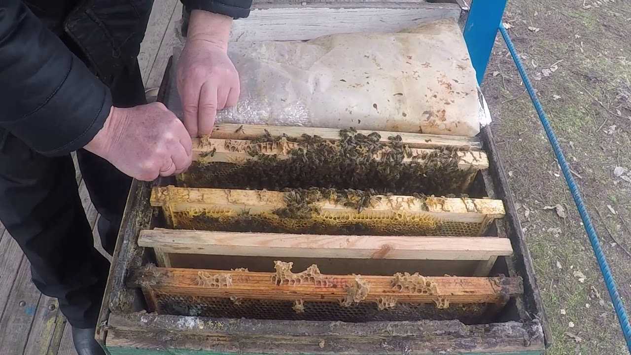 Отводки пчел без матки: пошаговая инструкция и рекомендации,формирование отводков самым простым способом