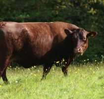 Молочные породы коров - описание, фото и видео | россельхоз.рф