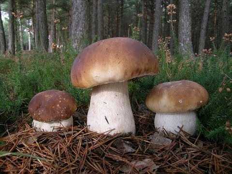 ✅ за сколько вырастает белый гриб - питомник46.рф