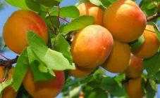 Особенности посадки и выращивания сорта абрикоса персиковый