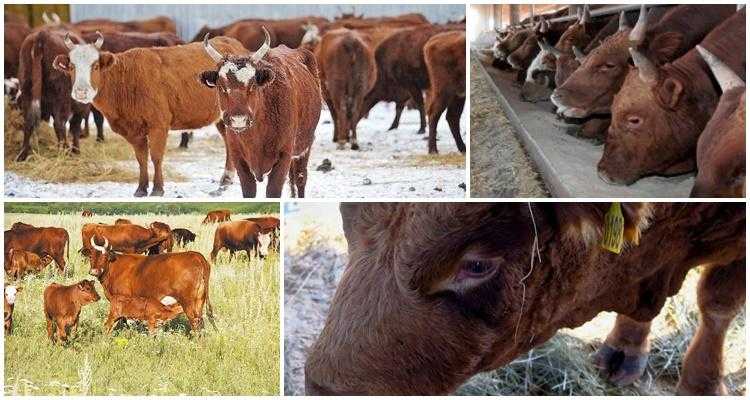 Ценные  хозяйственные и биологические свойства калмыцкой породы коров