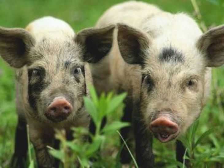 Популярные породы свиней