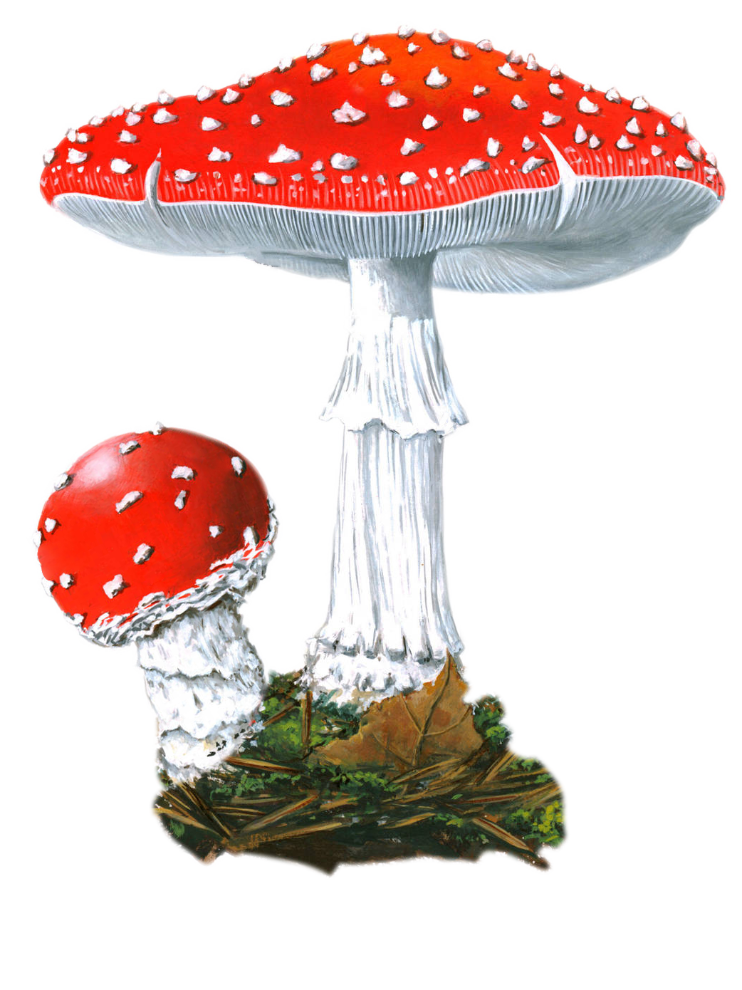 Полезные свойства грибов шиитаке: что входит в состав, какими лечебными свойствами обладают. Можно ли ими отравиться. Кому противопоказаны.