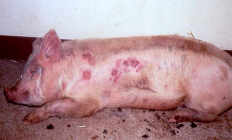Ветеринария свиней | формы проявления стрепотококкоза у поросят.