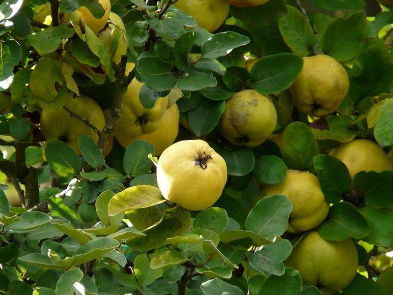 Полезные свойства фрукта айвы: что входит в состав, как плоды влияют на организм, лекарственные средства народной медицины. Применение в кулинарии и косметике.