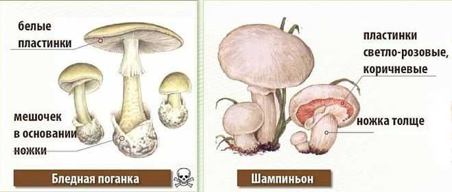 Съедобность грибов млечников и их описание (+29 фото)