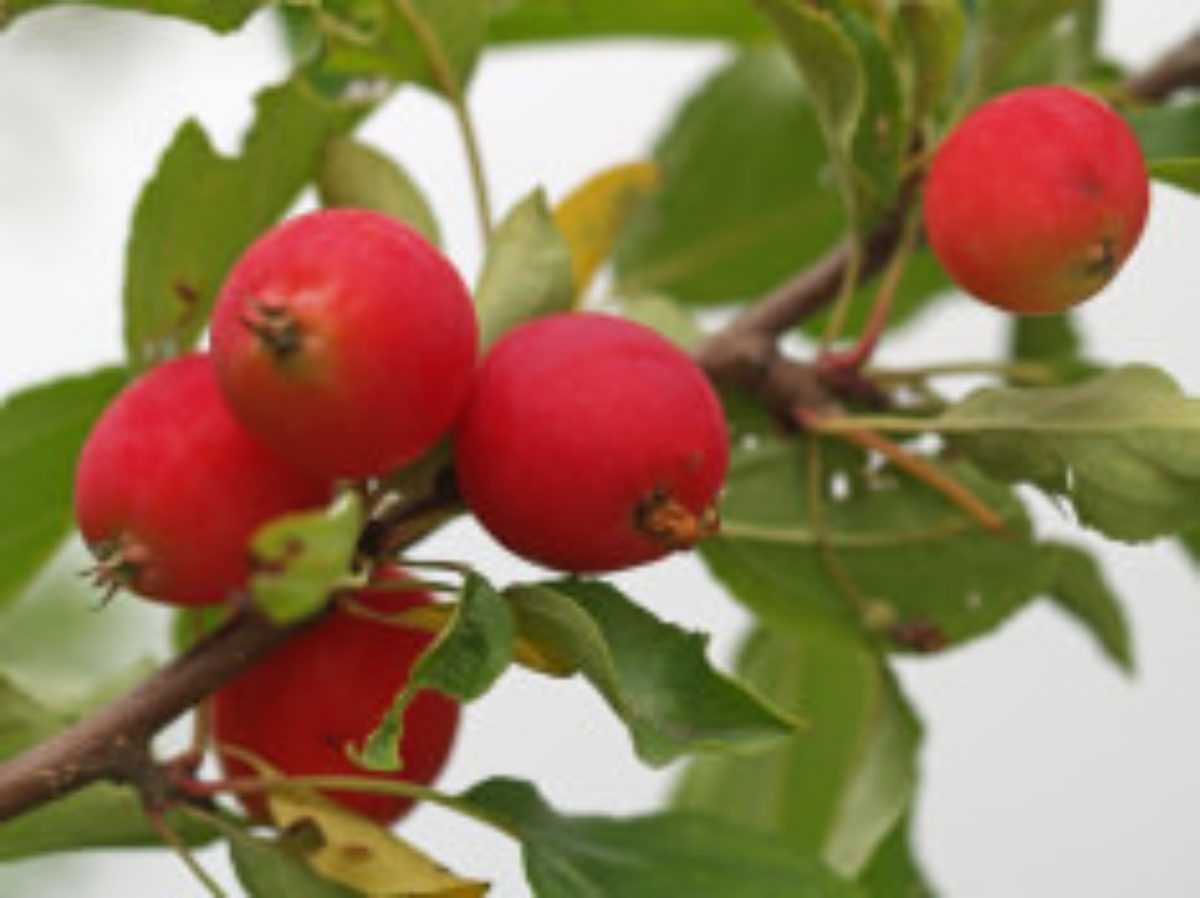 Яблоня - уход за деревом от посадки до сбора урожая. 120 фото + инструкция