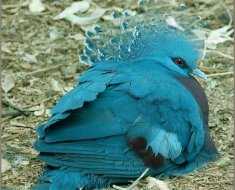 Веероносный венценосный голубь - zefirka