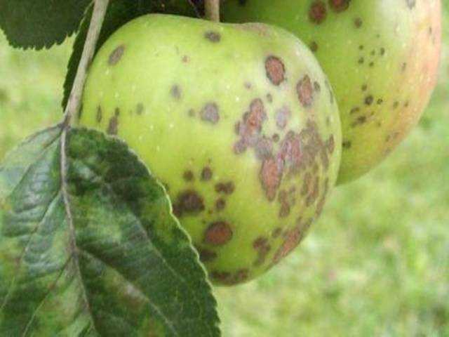 Секреты успешного выращивания яблони "звездочка"