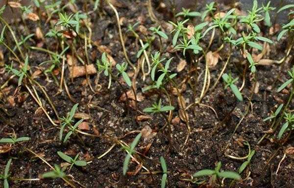Как посадить тую в открытый грунт весной: правила высадки и технология выращивания