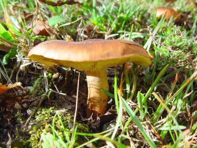 Рядовка пятнистая (tricholoma pessundatum), или рядовка погубленная: фото и описание ядовитого гриба