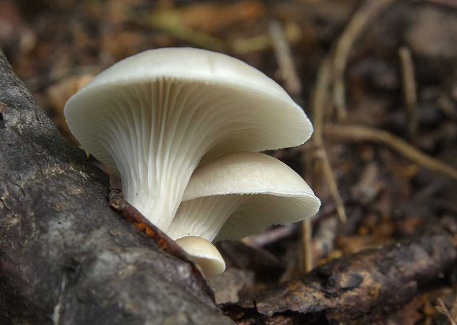 Где и когда растут грибы вешенки, съедобные, ложные и ядовитые виды, их фото и описание