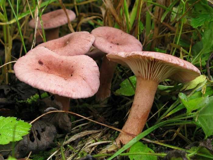 Как отличить ложные грибы двойники от съедобных « николлетто