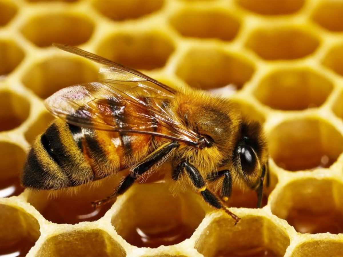 Сахарный сироп для пчел или медовая сыта | практическое пчеловодство
