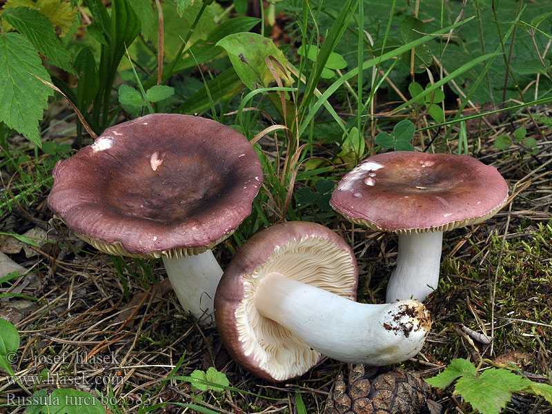 Сыроежка Морзе: описание и фото: где растет, как выглядит, можно ли есть, вкусовые качества гриба. Польза и вред. Ложные двойники.