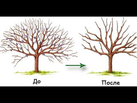 Обрезка плодовых деревьев осенью: особенности процедуры, схема, преимущества и недостатки