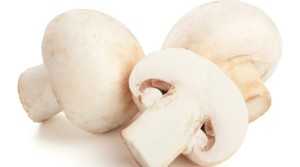 Срок и условия хранения маринованных грибов