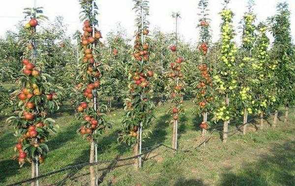 Описание и характеристики сорта яблони медок, правила выращивания и ухода