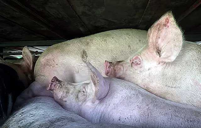 Выход мяса свинины от живого веса таблица, убойный вес свиньи