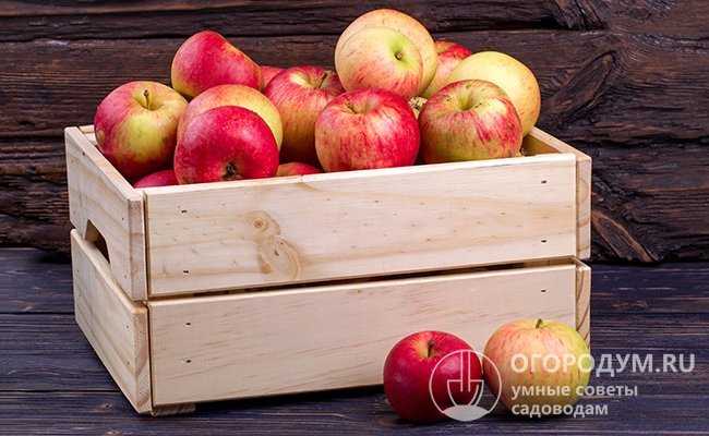 Как сохранить яблоки свежими на зиму: в погребе, в домашних условиях