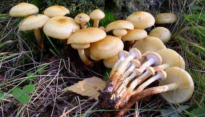 Чешуйчатка чешуйчатая (pholiota squarrosa) –  грибы сибири
