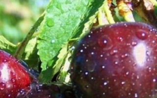 Всё о дюках — гибридах вишни и черешни. описание, выращивание, сорта. фото — ботаничка.ru