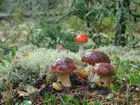 Как быстро растут белые грибы после дождя