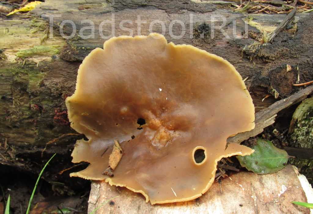Опенок ссыхающийся (armillaria tabescens) или опенок бескольцевой: фото, описание и как готовить этот гриб