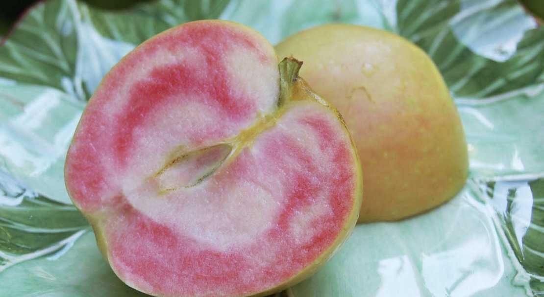 Яблоня розовый жемчуг - описание сорта, фото, отзывы - журнал "совхозик"
