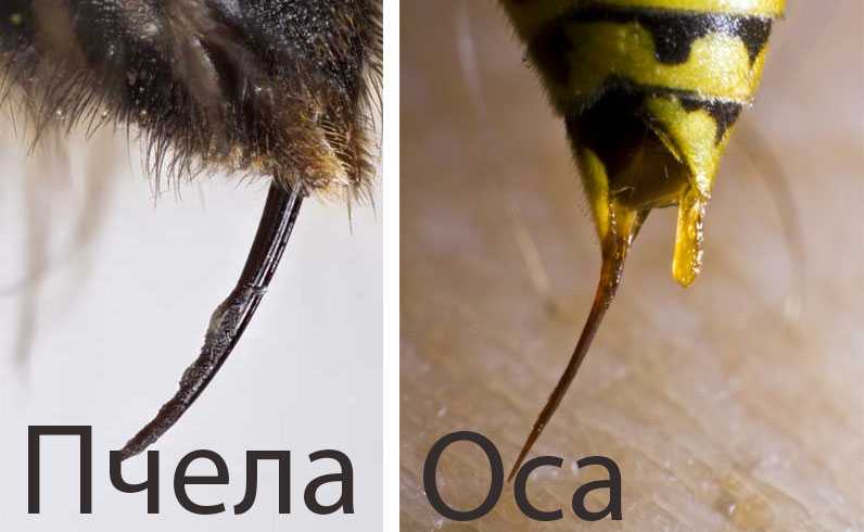 Препарат окситетрациклин для лечения гнильца у пчел