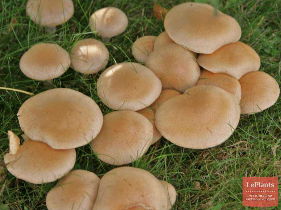 Гебелома корневидная – гриб с миндальным ароматом