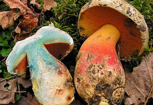 Описание гриба подосиновика, особенности применения и как приготовить