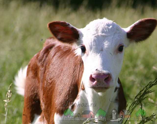 Понос у коровы: причины диареи и чем лечить в домашних условиях, опасность