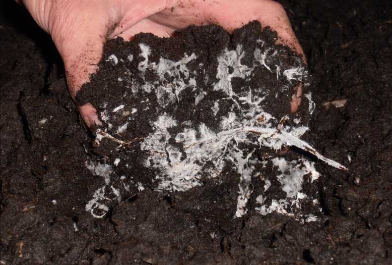 Как выращивать белый трюфель в домашних условиях?