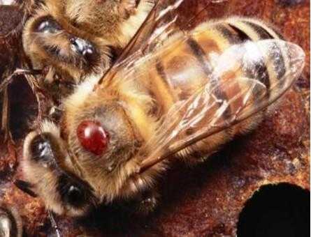 Разработка новых методов применения акарицидов при варроатозе пчел и их эффективность на пасеках тюменской области  шнайдер александр александрович