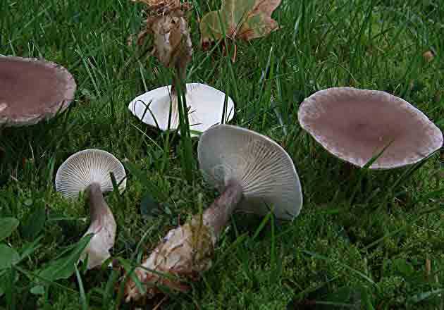 Говорушка булавоногая: описание гриба, фото