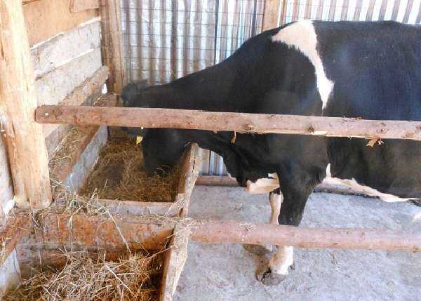 Загон для коров и быков: как построить стойло своими руками