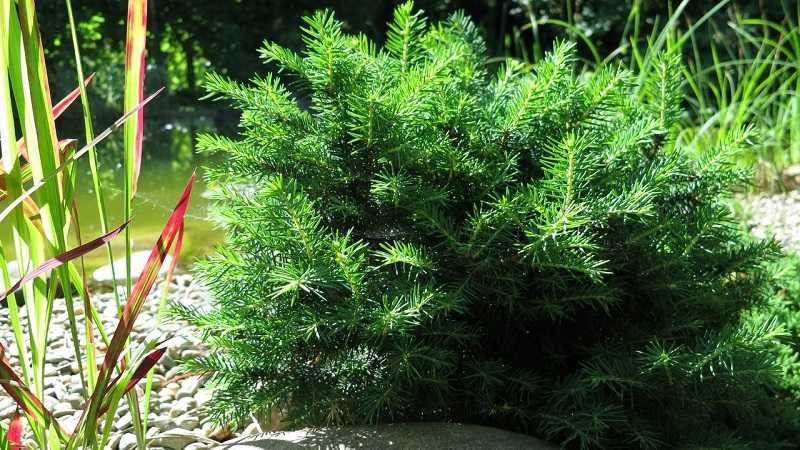 Сербская ель (Picea omorika): особенности культуры, описание популярных сортов, фото. Выращивание сербской ели: посадка, уход, применение в ландшафтном дизайне.
